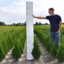 Thuja occidentalis 'Smaragd' 60-80 cm